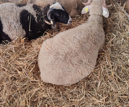 Le salon Agricole de Tarbes 2025 est ouvert : toutes nos photos