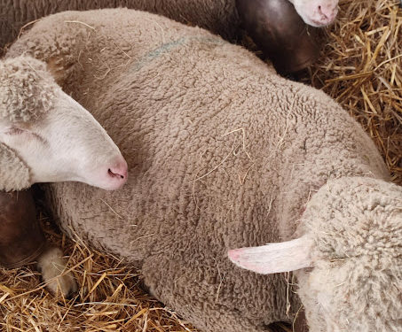 Le salon Agricole de Tarbes 2025 est ouvert : toutes nos photos