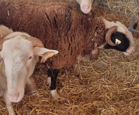 Le salon Agricole de Tarbes 2025 est ouvert : toutes nos photos