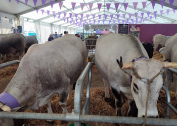 Salon de l'agriculture de Tarbes, les races Gasconne et Blonde d'Aquitaine à l'honneur ce samedi