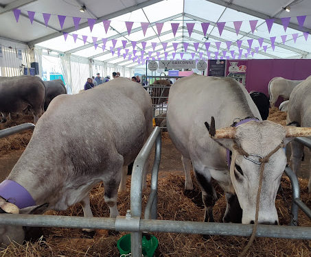 Salon de l'agriculture de Tarbes, les races Gasconne et Blonde d'Aquitaine à l'honneur ce samedi