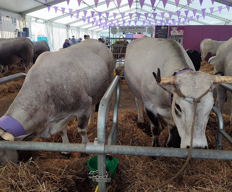 Le salon Agricole de Tarbes 2025 est ouvert : toutes nos photos