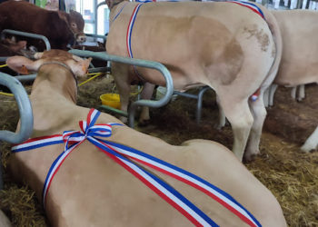 Le salon Agricole de Tarbes 2025 est ouvert : toutes nos photos