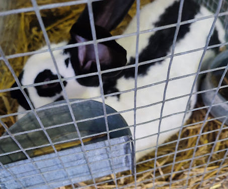 Le salon Agricole de Tarbes 2025 est ouvert : toutes nos photos