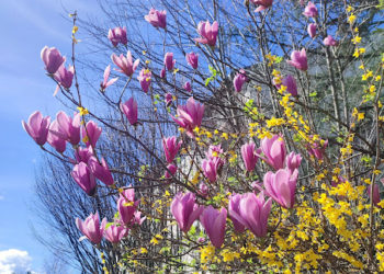 Début d'une météo de Printemps ce mercredi à Tarbes