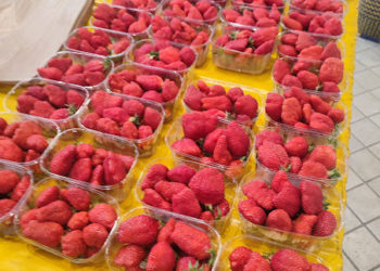 La saison des fraises est ouverte au marché Marcadieu de Tarbes