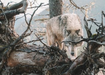 Près de Saint Pè de Bigorre, un loup soupçonné d'une attaque contre des brebis