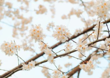 Pluie et froid lundi puis temps de printemps, la météo de la semaine à Tarbes