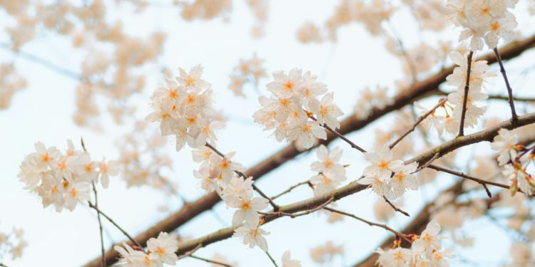 Pluie et froid lundi puis temps de printemps, la météo de la semaine à Tarbes