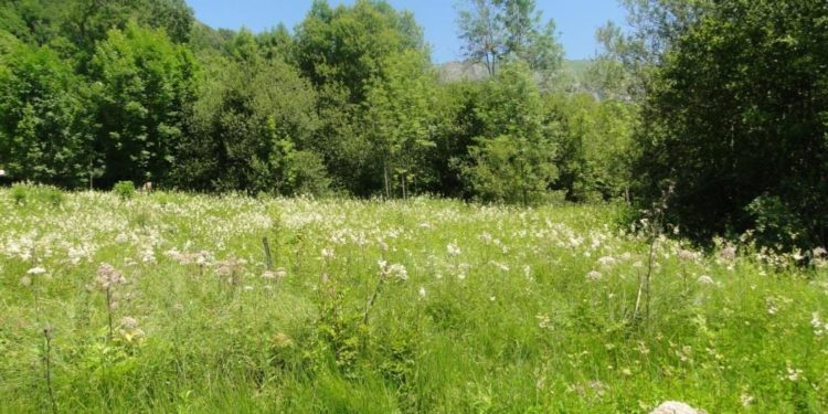 Collectivités, particuliers : une aide pour préserver les zones humides et la biodiversité