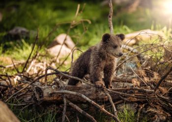 Pourquoi l'avenir de l'ours des Pyrénées est menacé