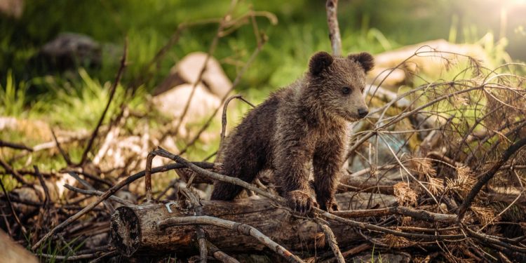 Pourquoi l'avenir de l'ours des Pyrénées est menacé