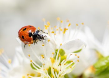 Des températures spectaculaires annoncées cette semaine à Tarbes