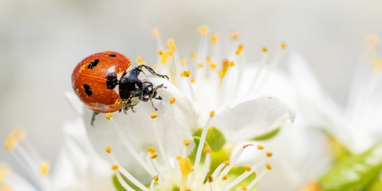 Des températures spectaculaires annoncées cette semaine à Tarbes