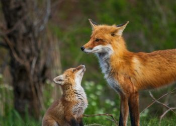 le Parc national fête la nature à Ferrières ce samedi
