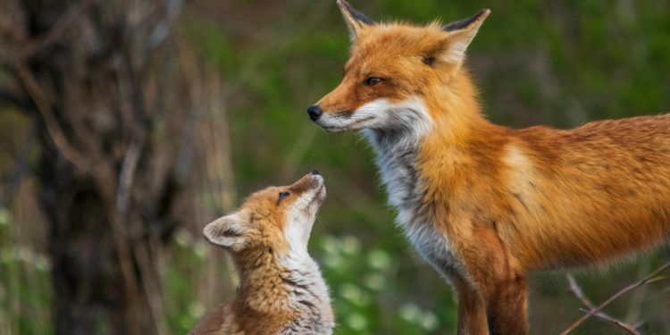 le Parc national fête la nature à Ferrières ce samedi