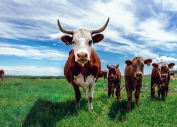 Venus de Suisse, les combats de Vaches seront ils interdits en France