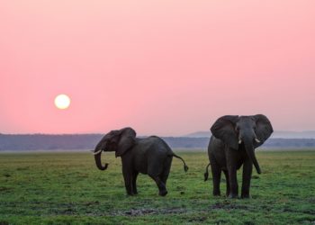 Insolite - Les éléphants s’appelleraient par leurs noms selon une étude scientifique