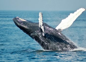 Une baleine morte échouée dans la Manche