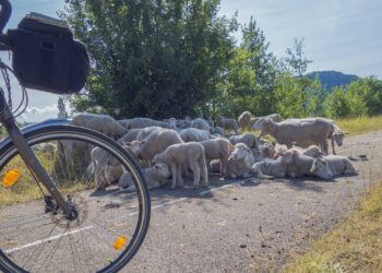 Iris Soucaze vice-championne des meilleures bergères du monde.