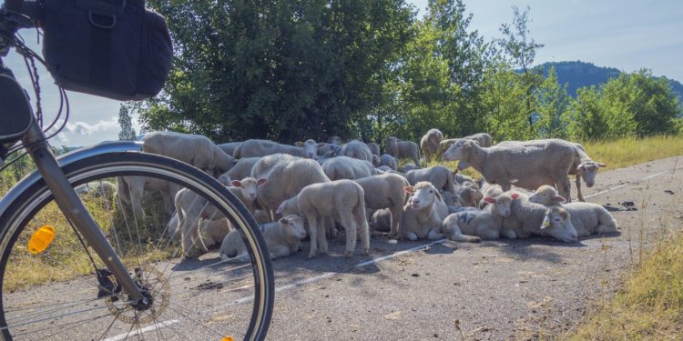 Iris Soucaze vice-championne des meilleures bergères du monde.