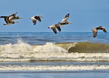 Alerte maximale pour les baïnes sur le littoral atlantique