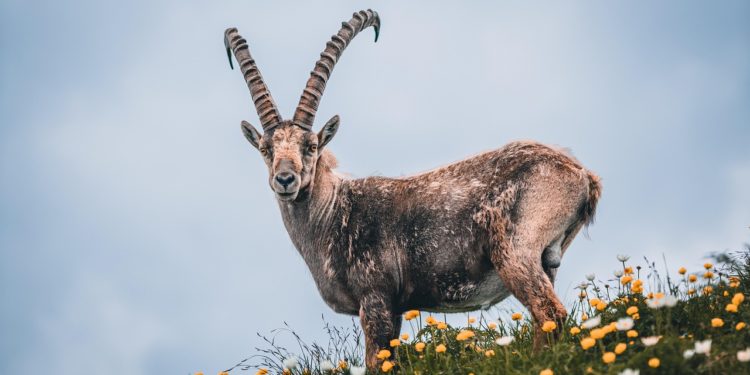 Pyrénées - Une application smartphone pour géolocaliser les bouquetins