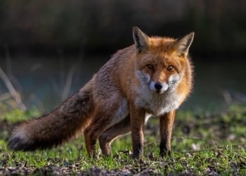 Battues aux renards dans les Hautes Pyrénées, une association dépose un recours