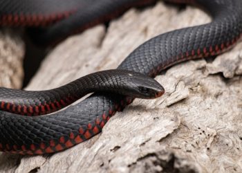Un mort par morsure de serpent toutes les 4 à 6 minutes dans le monde (OMS)
