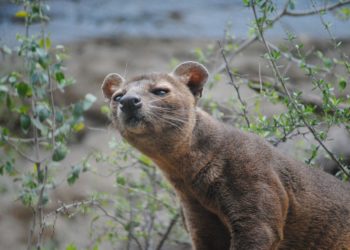 Civettes et Chiens viverrins soupçonnés d'avoir transmis le Covid19 à l'homme sur le marché de Wuhan