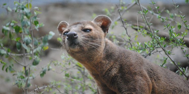 Civettes et Chiens viverrins soupçonnés d'avoir transmis le Covid19 à l'homme sur le marché de Wuhan