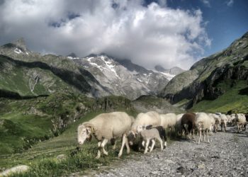 En Val d'Azun, vallées d'Aure, Luz Gavarnie le pastoralisme au coeur des journées européennes du patrimoine