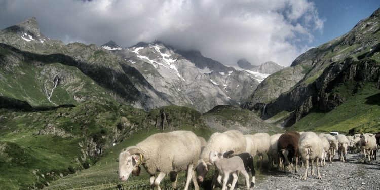 En Val d'Azun, vallées d'Aure, Luz Gavarnie le pastoralisme au coeur des journées européennes du patrimoine