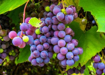 Les vendanges ont débuté