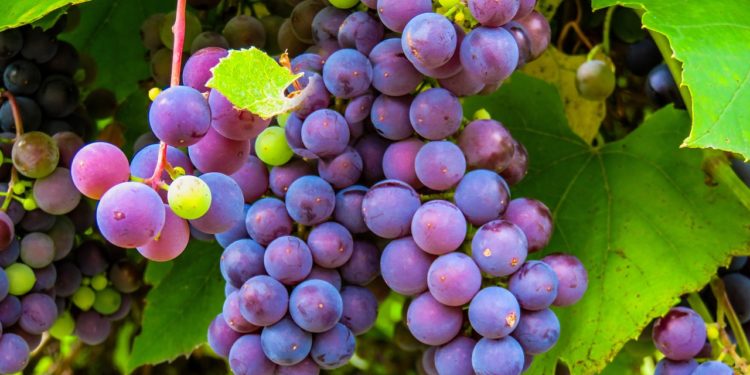 Les vendanges ont débuté