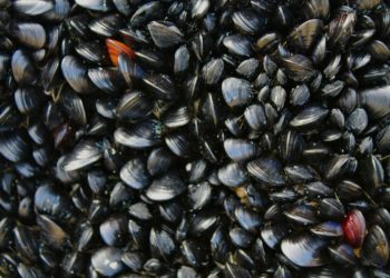 Leclerc rappelle des moules dans toute la France pour un risque microbiologique