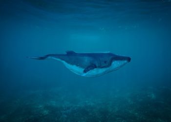 Insolite : une baleine se balade dans la Seine