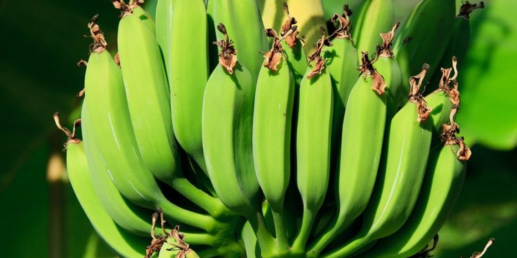 Les bananes risquent-elles de disparaître?