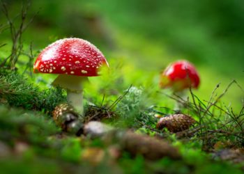 Températures estivales annoncées ces prochains jours à Tarbes