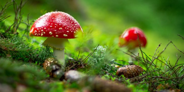 Températures estivales annoncées ces prochains jours à Tarbes