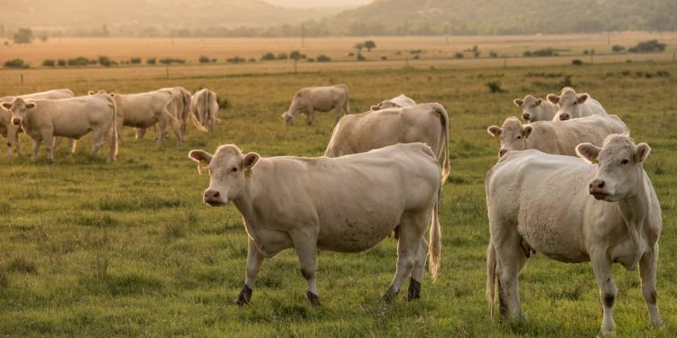 Fièvre Catarrhale Ovine - Barnier annonce "75 millions d'euros" pour les éleveurs