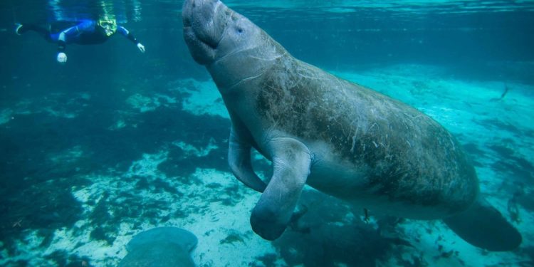 Des lamantins accueillis dans un zoo