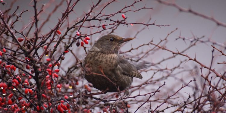 Alerte - Un rapport confirme une chute alarmante de la biodiversité mondiale