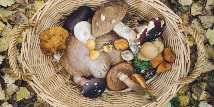 Des champignons vénéneux vendus sur un marché du Sud de la France