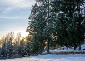 Le Grand Sapin de Noël de Strasbourg a été coupé : vidéo