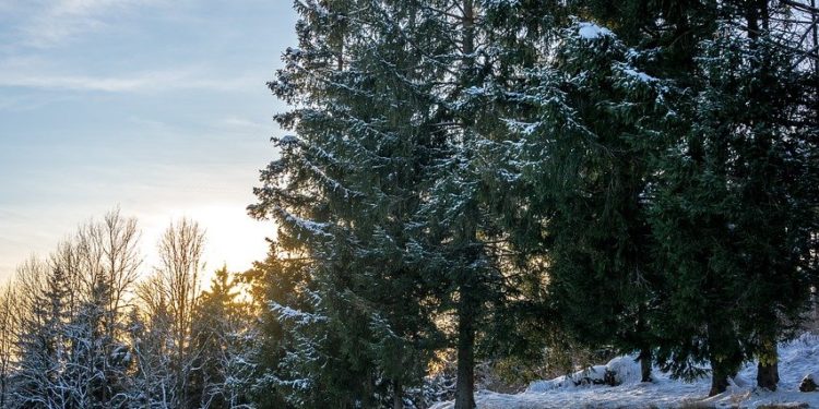Le Grand Sapin de Noël de Strasbourg a été coupé : vidéo