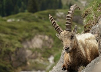 5 bouquetins relâchés à Aragnouet