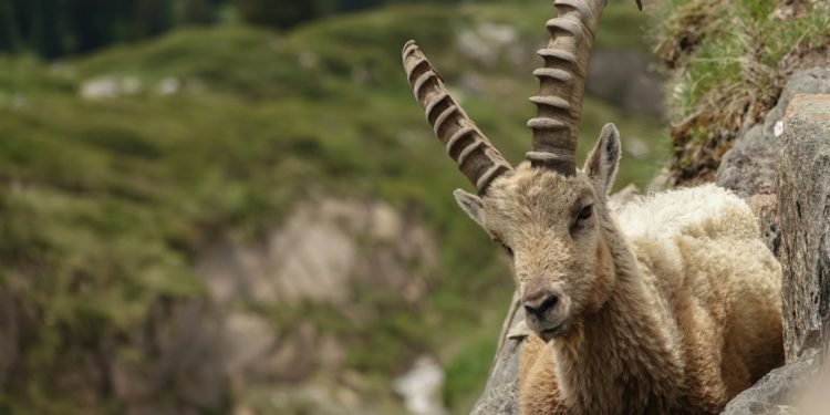 5 bouquetins relâchés à Aragnouet