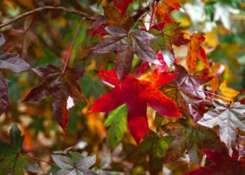 La foule ce dimanche au Jardin Massey