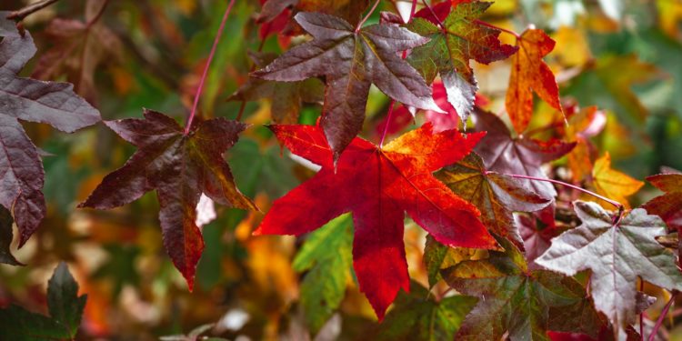 La foule ce dimanche au Jardin Massey
